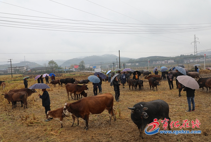 寧化中沙：鄉(xiāng)村牛市火爆