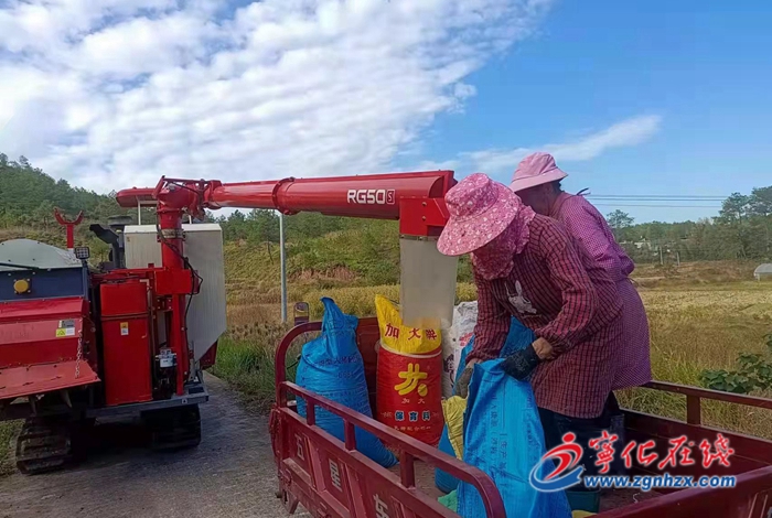 寧化淮土鎮:5000畝薏米喜獲豐收