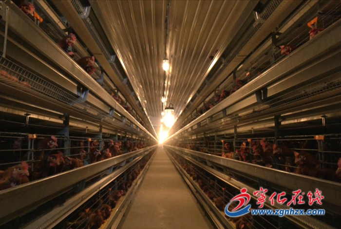 水茜鎮：自動化蛋雞養殖為鄉村振興賦能