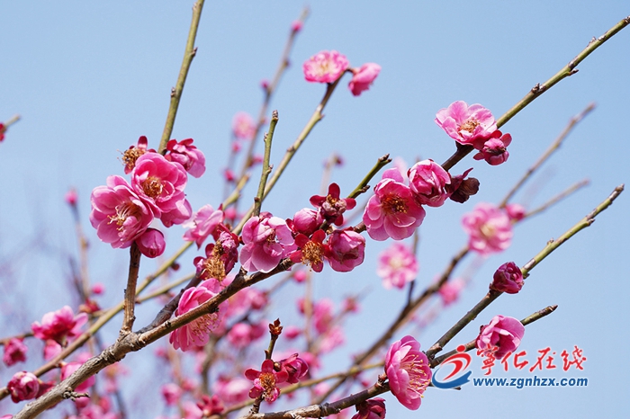 【中國綠都·最氧三明 】寧化:紅梅盛開 清香徐來
