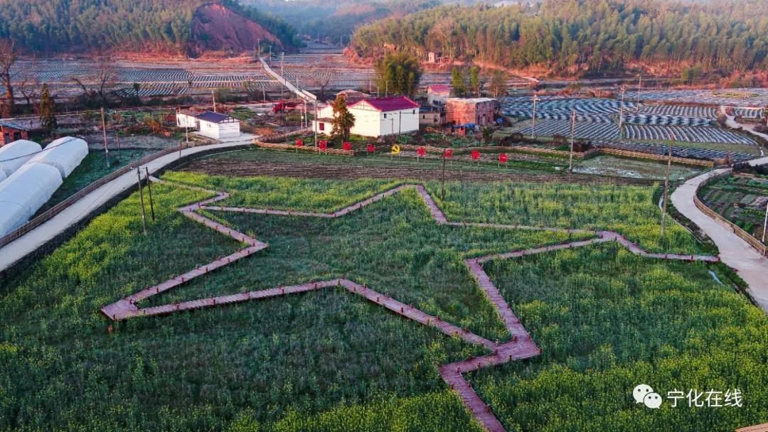【中國綠都 最氧三明】寧化:冬去春來,油菜花開