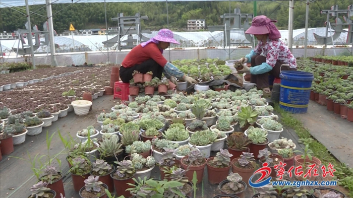 寧化安樂：“直播帶貨”讓多肉熱銷全國