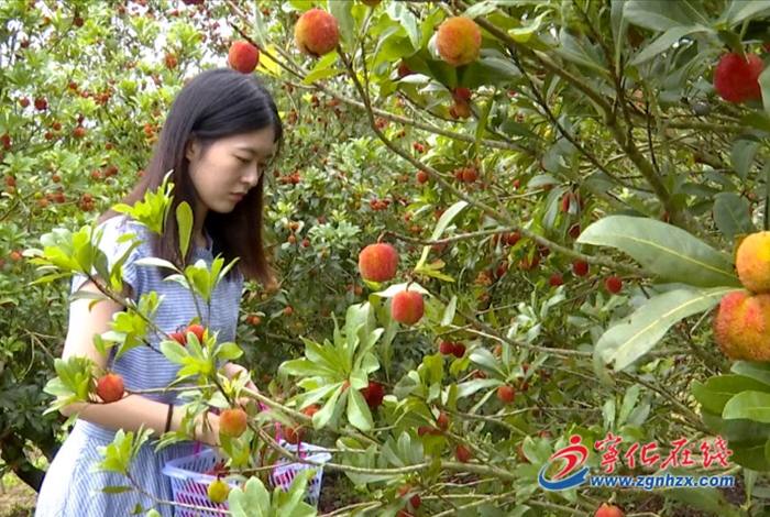 淮土鎮赤嶺村:楊梅熟 采摘樂