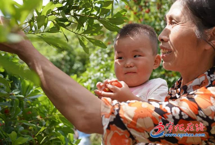 河龍鄉：楊梅采摘正當時