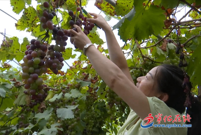 寧化：葡萄喜迎豐收 產(chǎn)業(yè)興旺助力鄉(xiāng)村振興