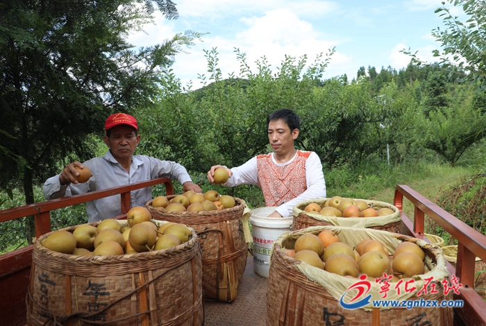 中沙鄉(xiāng)廖家村:千畝黃花梨喜獲豐收:千畝黃花梨喜獲豐收