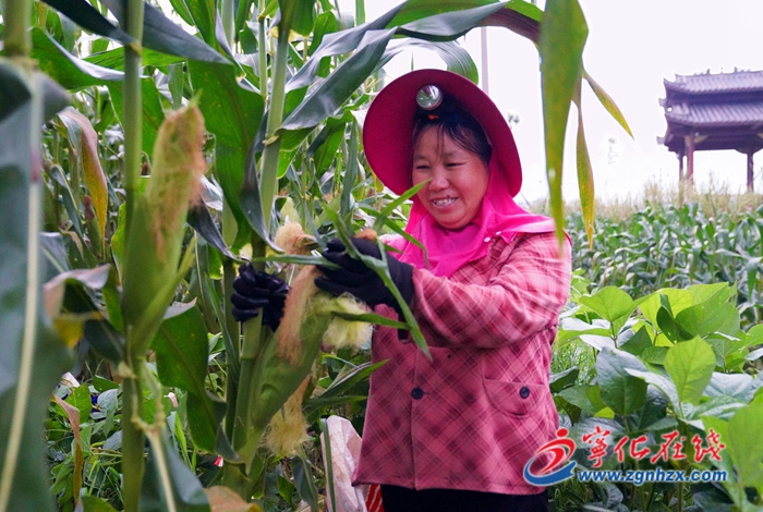 治平畬族鄉：千畝甜玉米成致富法寶