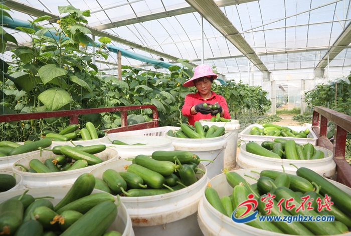 寧化:大棚小黃瓜喜獲豐收