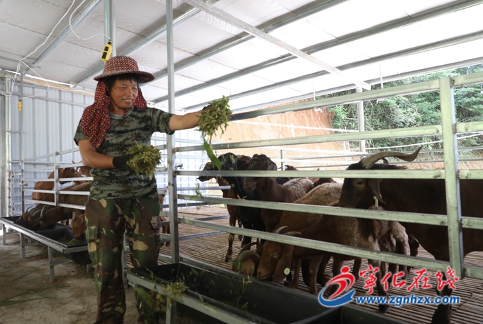 寧化:優質種羊繁育基地初具規模