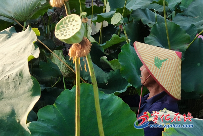 淮土鎮(zhèn):4000余畝白蓮豐收,助力鄉(xiāng)村振興