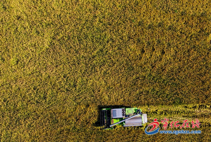 寧化:6萬余畝河龍貢米開鐮收割