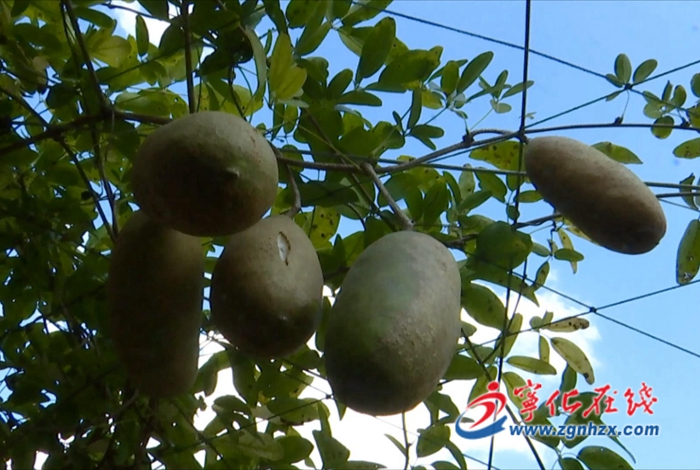 寧化城南鎮:八月瓜“炸開”致富路