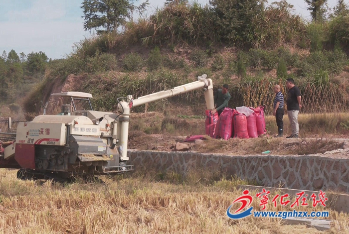 寧化：舉辦水稻覆生物降解地膜種植測產現場會