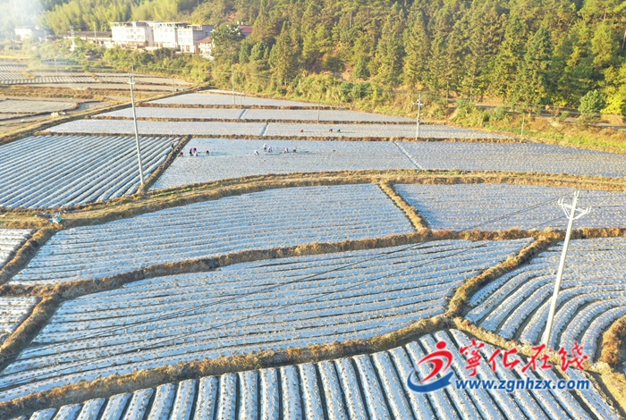 寧化安遠：試種紫甘藍 增添鄉(xiāng)村振興新能量