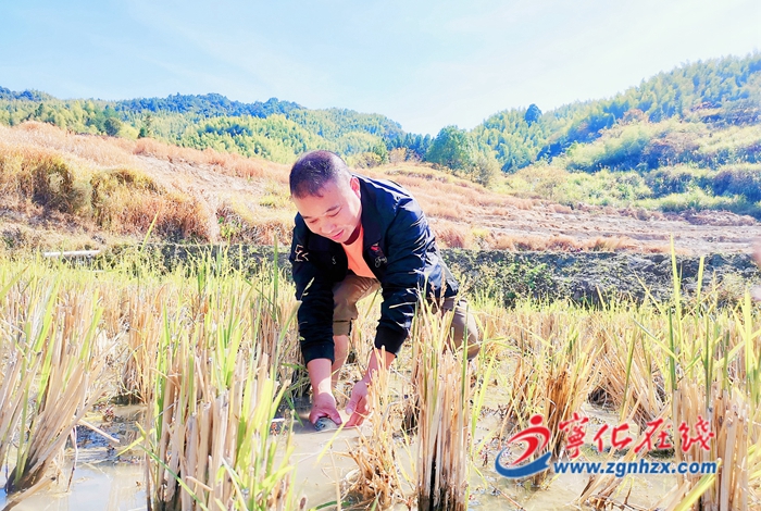 寧化：畬鄉(xiāng)增收后勁足