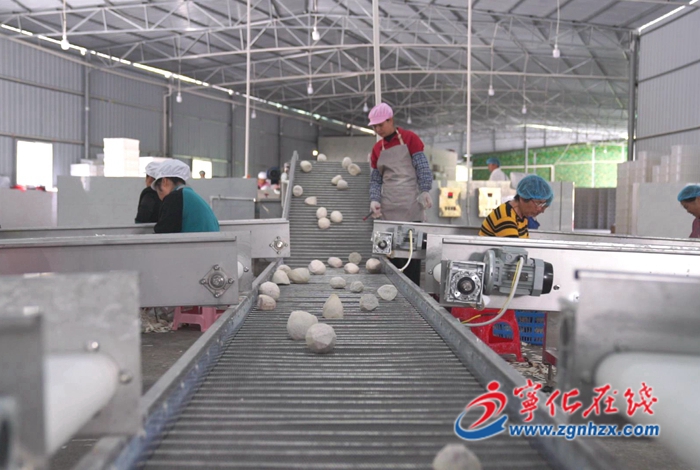 聚焦“三提三效” 聚力真抓實干|安遠鎮：延伸產業鏈 前景“芋”來愈廣