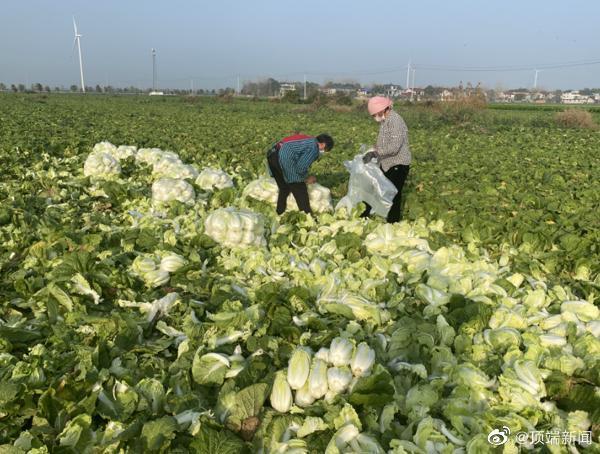 農(nóng)業(yè)農(nóng)村部組織大型農(nóng)產(chǎn)品批發(fā)市場(chǎng)與河南滯銷蔬菜產(chǎn)地對(duì)接