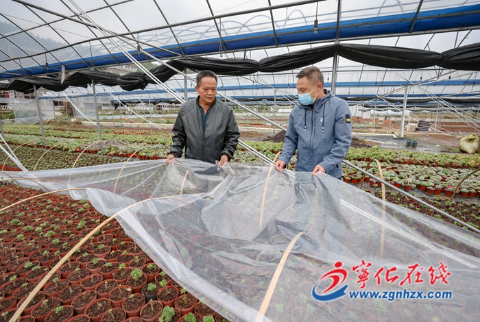 寧化安樂：以“動”制“凍”，全力做好防寒抗凍工作