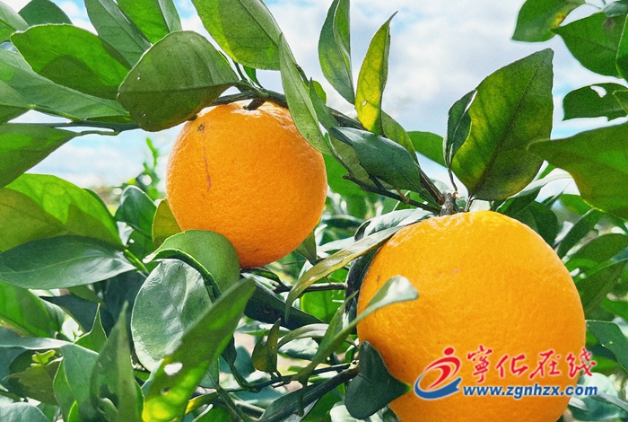 寧化:橙子熟了 果農笑了