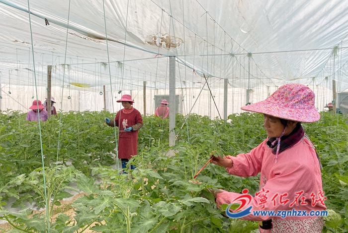 寧化:西紅柿苗人工授粉忙
