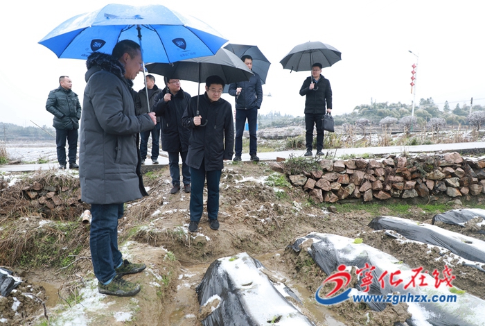 寧化縣領導開展農業生產和防寒抗凍工作督促調研