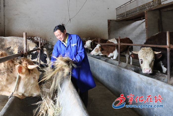 寧化：養牛鋪就致富路