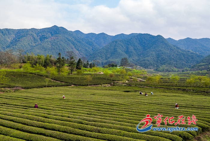 寧化：暖風和煦三月天 春茶采摘正當時