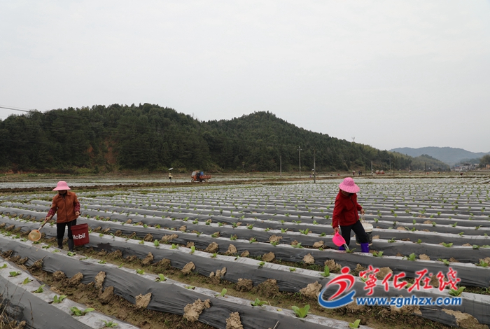 寧化：“空殼村”的美麗嬗變
