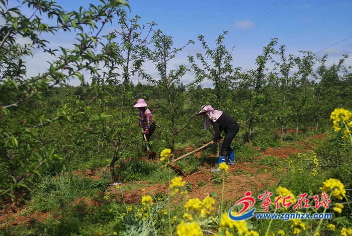 寧化:百畝落葉果樹新品種試驗示范基地掛果