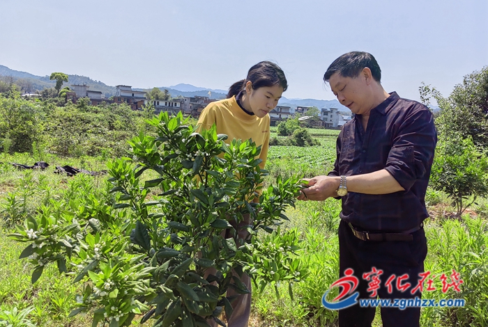寧化淮土鎮：春滿橙鄉 臍橙園里備耕忙
