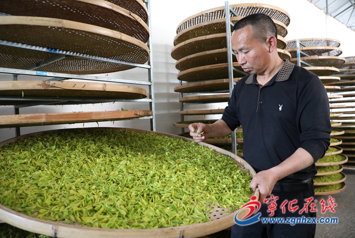 寧化：好山好水出好茶