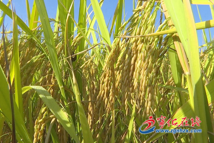 寧化：一年之計在于春 春耕備耕正當時