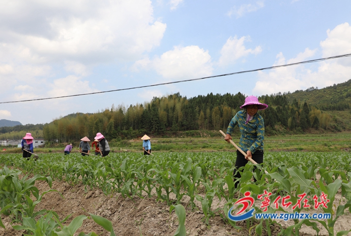 寧化濟村：科學種植甜玉米
