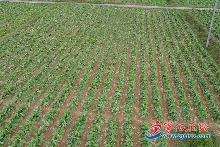 寧化:冰雹突襲后,迅速展開恢復(fù)工作