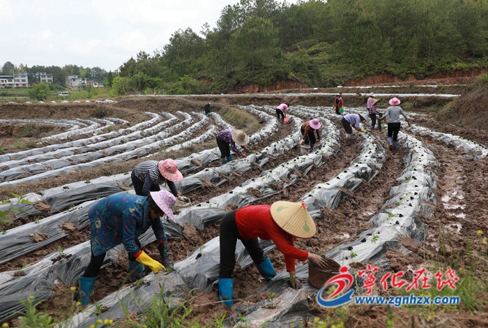 寧化：辣椒種植正當時