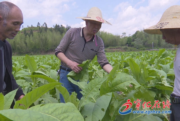中沙鄉：全力開展災后生產自救 筑牢減災防線