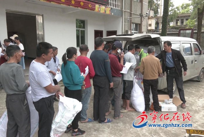 寧化:免費發放700畝稻種,積極開展生產自救