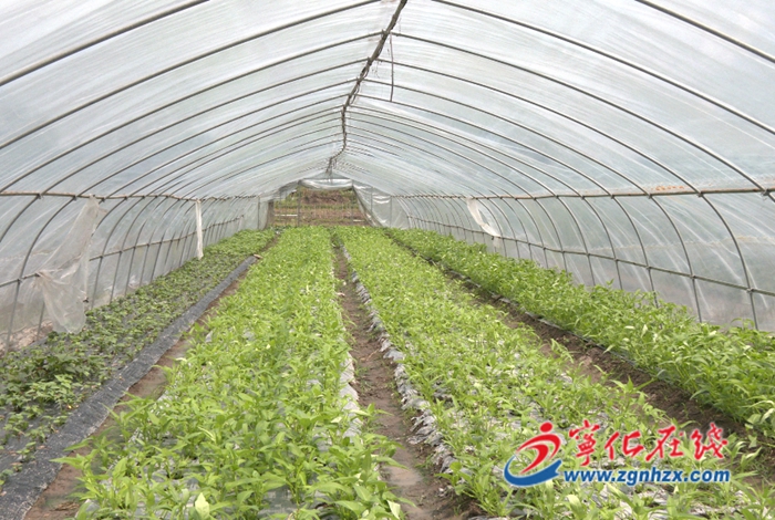 翠江鎮(zhèn)小溪村：蔬菜種植 種出鄉(xiāng)村振興“大文章”