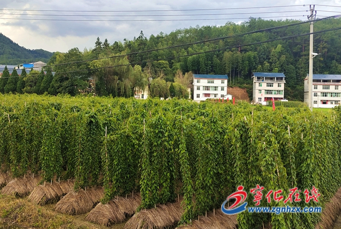 寧化曹坊：黨建引領，小淮山撬動大產業