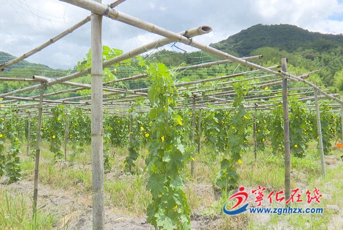 寧化：新品種臺(tái)灣蘋果絲瓜喜獲豐收  農(nóng)民增收有新路