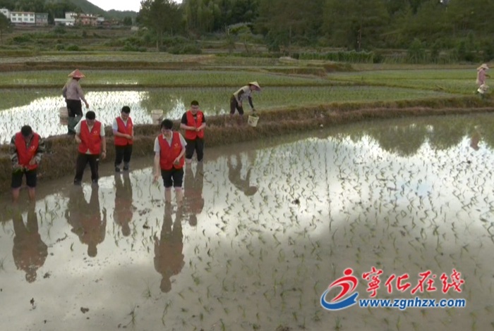寧化石壁開展“喜迎二十大·農耕文化展風采 插秧技能大比拼”志愿服務活動