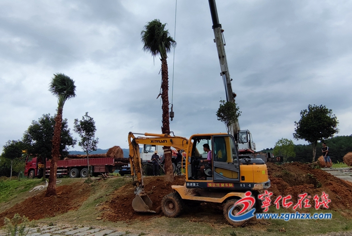 寧化:愛心人士向湖村鎮捐贈18顆大樹