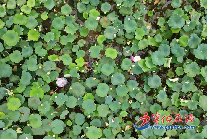 寧化城郊鎮:蓮花盛開采蓮忙