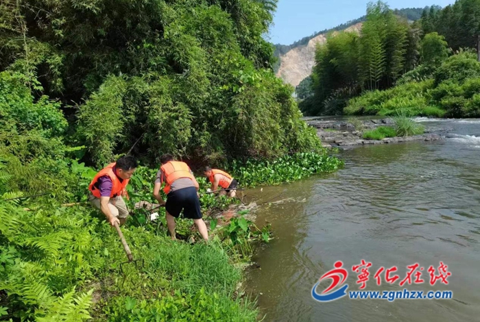 寧化濟(jì)村:開展水葫蘆專項(xiàng)清理行動(dòng)