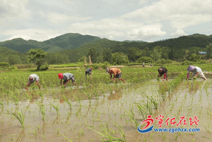 安遠(yuǎn)鎮(zhèn):雜交水稻制種忙 種下致富新希望