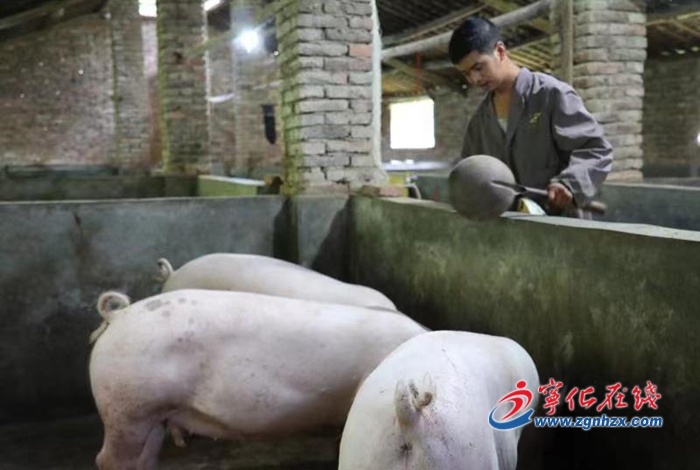 大山深處有個“豬老大”