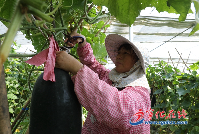 寧化城郊：黑皮冬瓜喜獲豐收