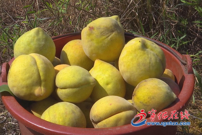 寧化縣中沙鄉:黃桃成熟果飄香
