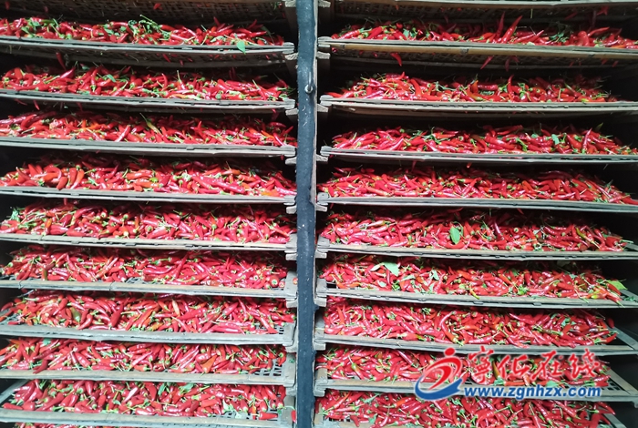 畬鄉朝天椒豐收了