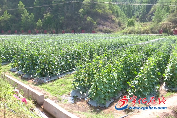 寧化淮土鎮：發展特色種養殖 助力鄉村振興